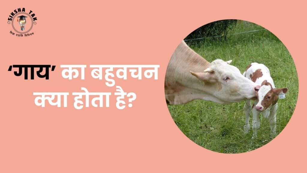 Gaay Ka Bahuvachan