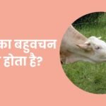 Gaay Ka Bahuvachan