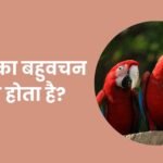 Pachiyon Ka Bahuvachan
