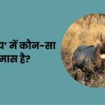 Nilgai Mein Kaun Sa Samas Hai