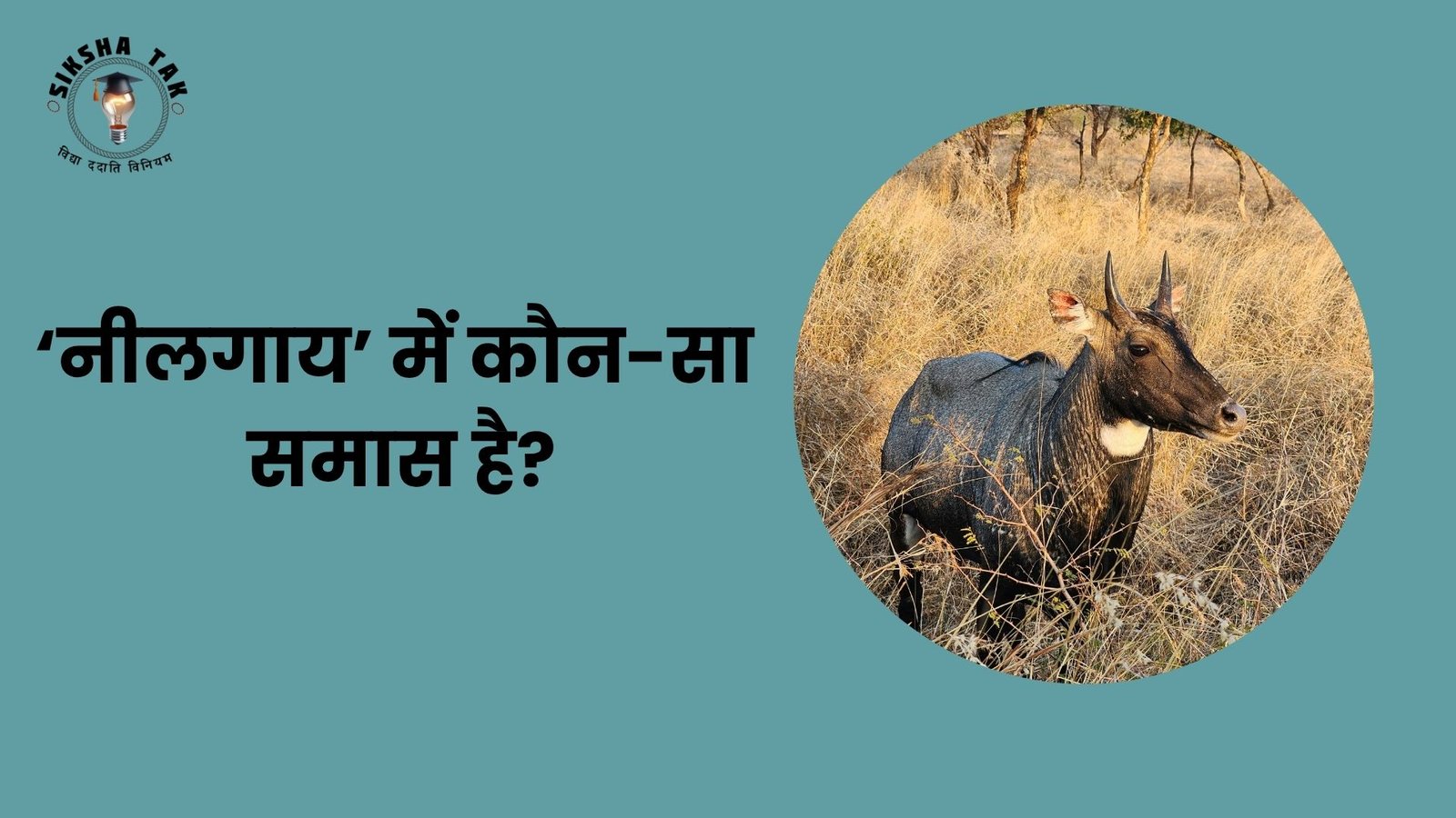 Nilgai Mein Kaun Sa Samas Hai